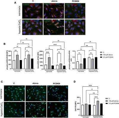 Blocking cholesterol formation and turnover improves cellular and mitochondria function in murine heart microvascular endothelial cells and cardiomyocytes